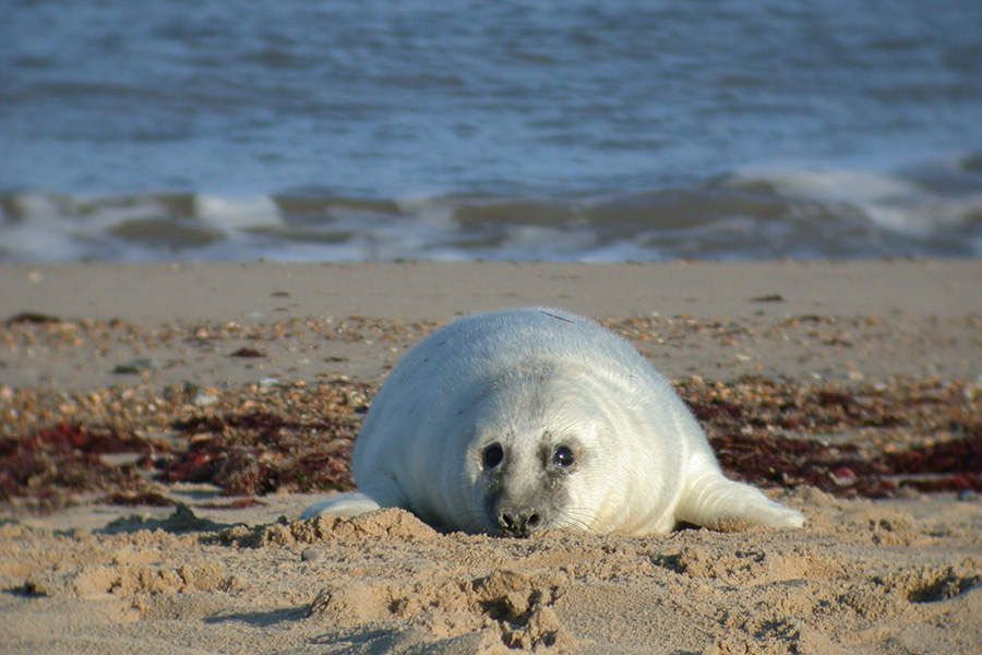 Seals at Horsey a local's guide to the best views Mill Farm Eco Barns