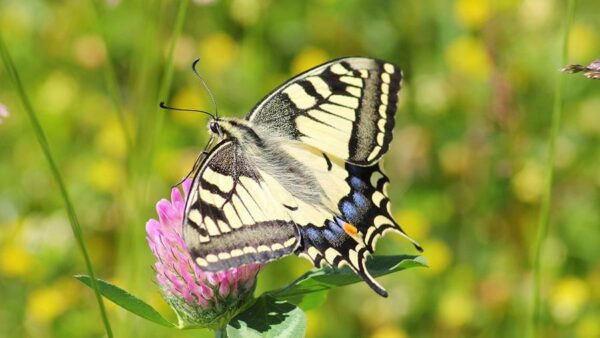 days out on the Norfolk Broads