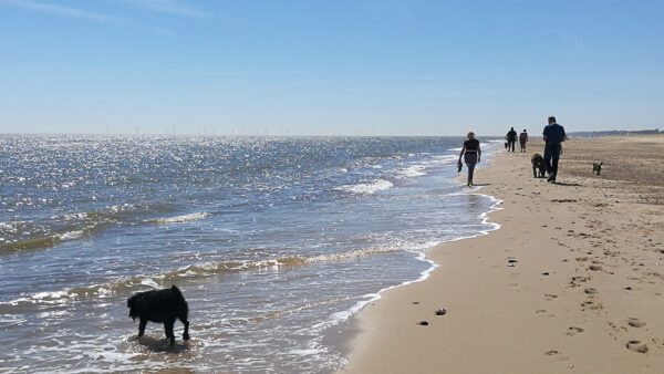 The Best Dog Walks in Norfolk - Winterton beach