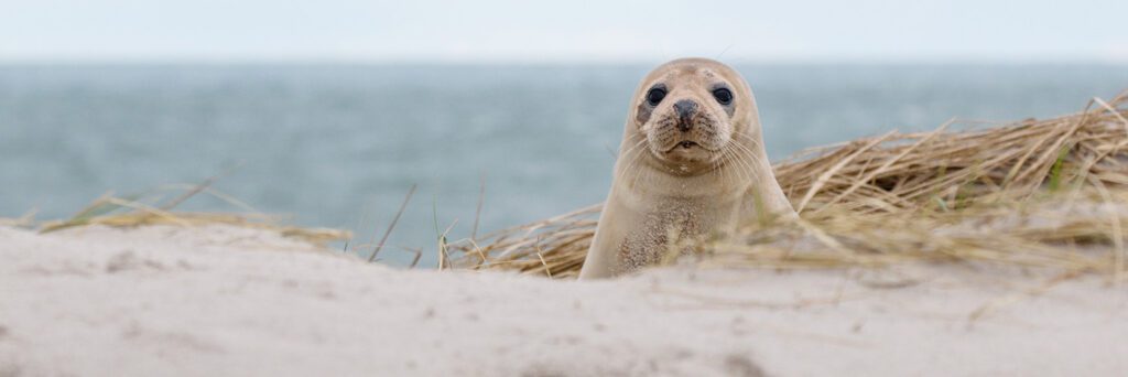 Seals at Horsey - Winterton on Sea Holiday Cottages - Why Norfolk is the Perfect Escape from London Life