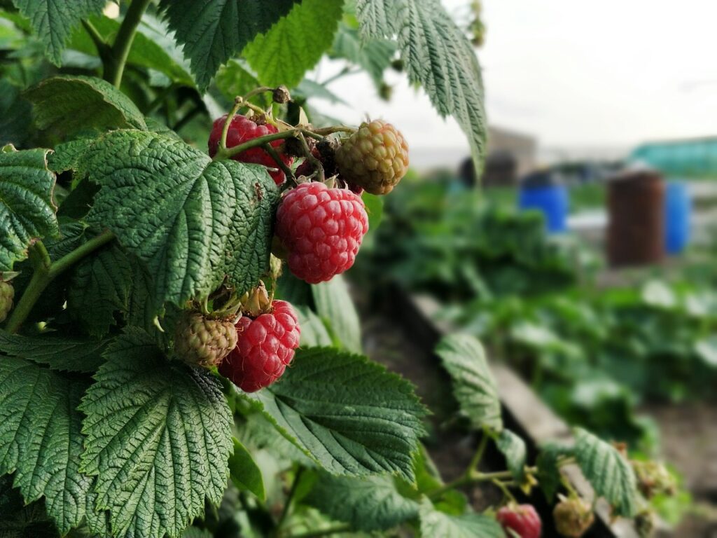 Raspberries. the best local food in Norfolk