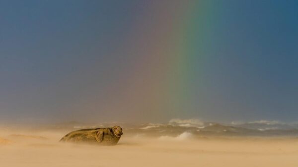 Seals and a rainbow