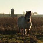 Horse in the lighthouse