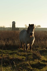Horse in the lighthouse