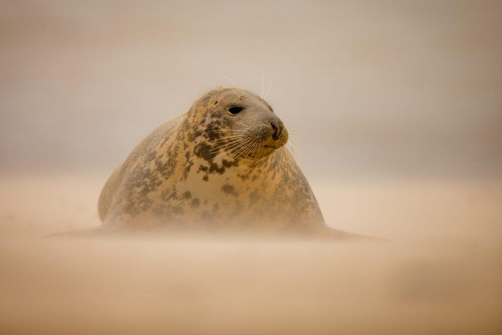 Grey seal