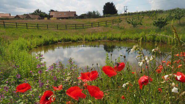 Wildlife on the East Norfolk Coast & Norfolk Broads