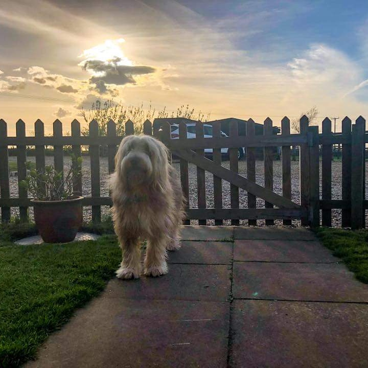 Dog friendly - Mill Farm Eco Barn
