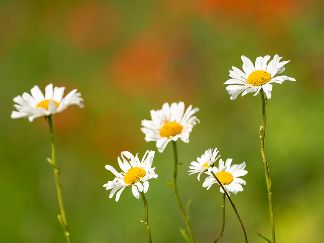 Flower Meadow