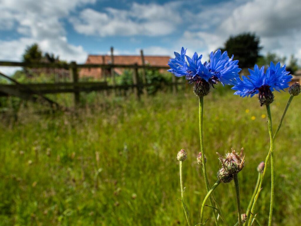 Blue Cornflower