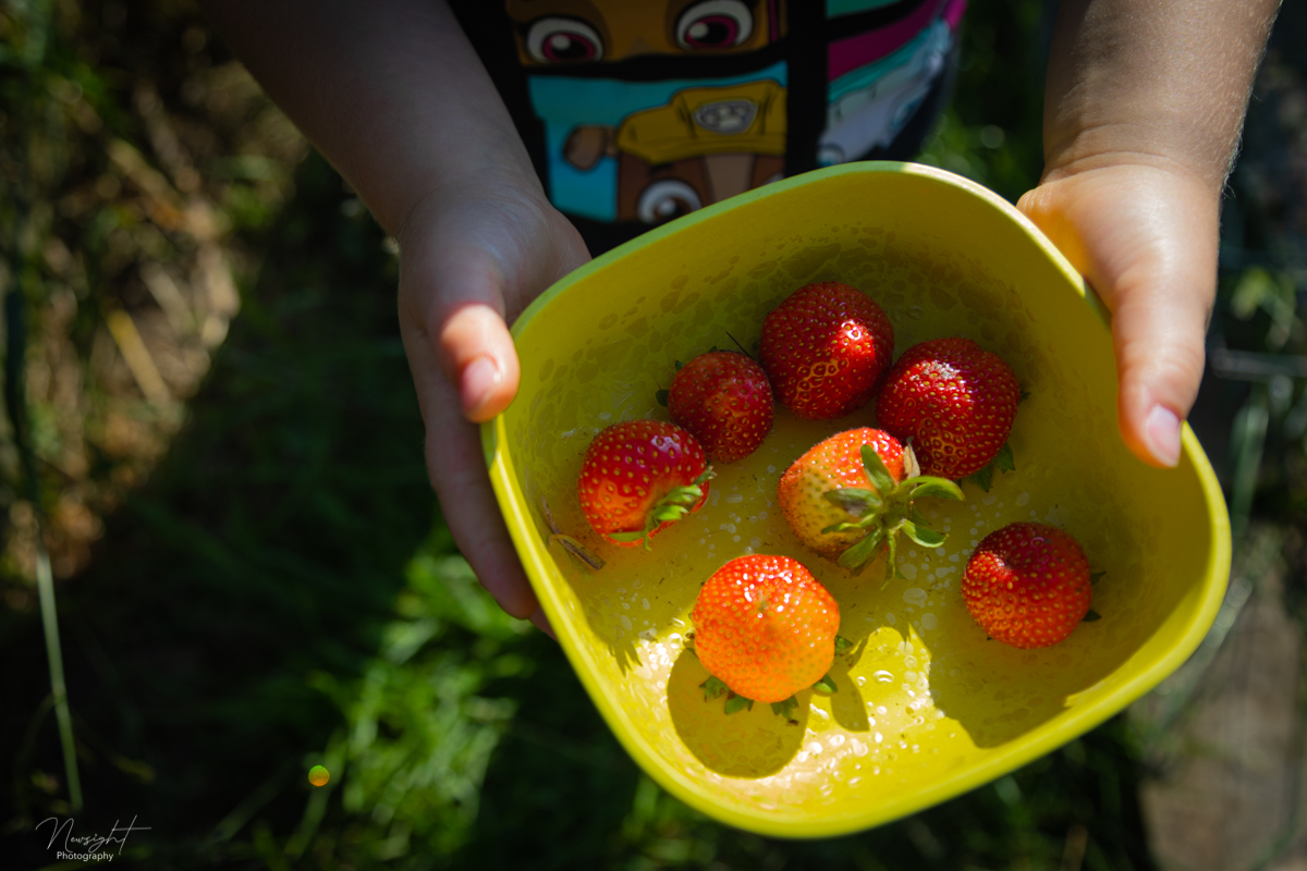 Strawberry collecting - Mill Farm Eco Barn