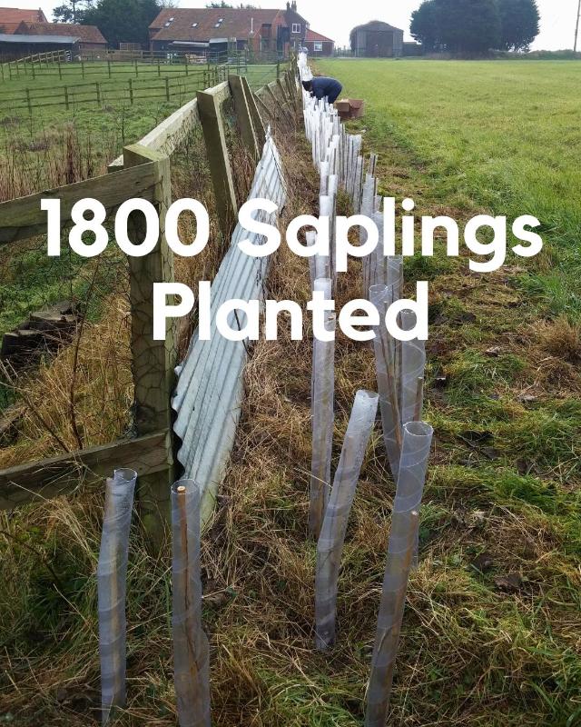 Hedge planting