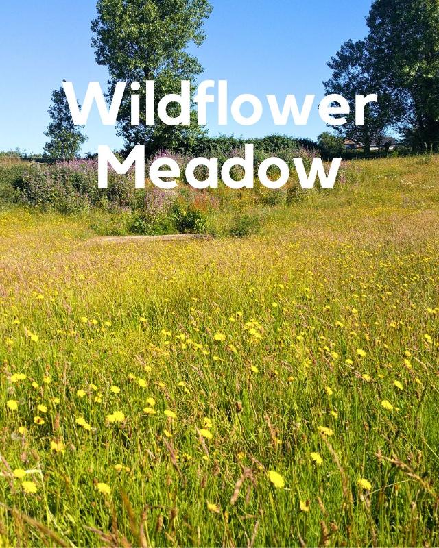Meadow