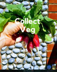 Radishes against a wall 