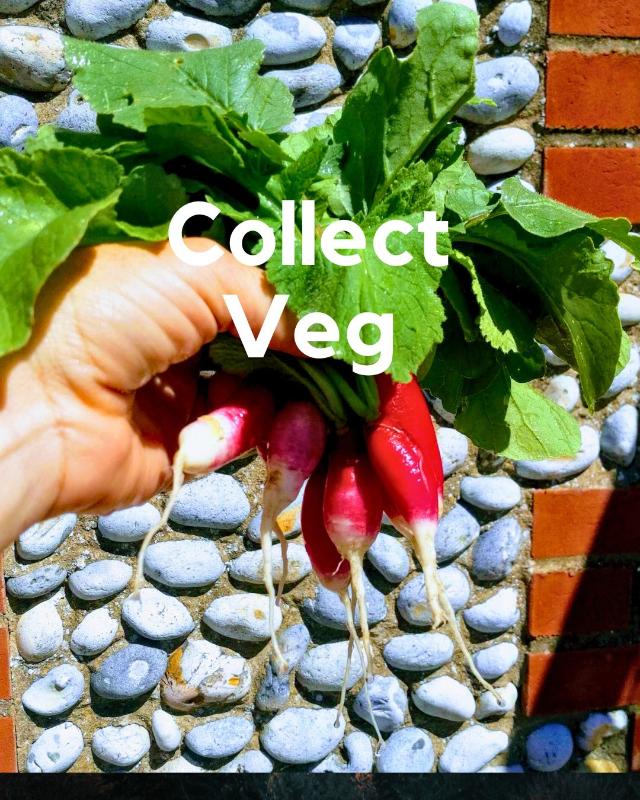 Radishes against a wall
