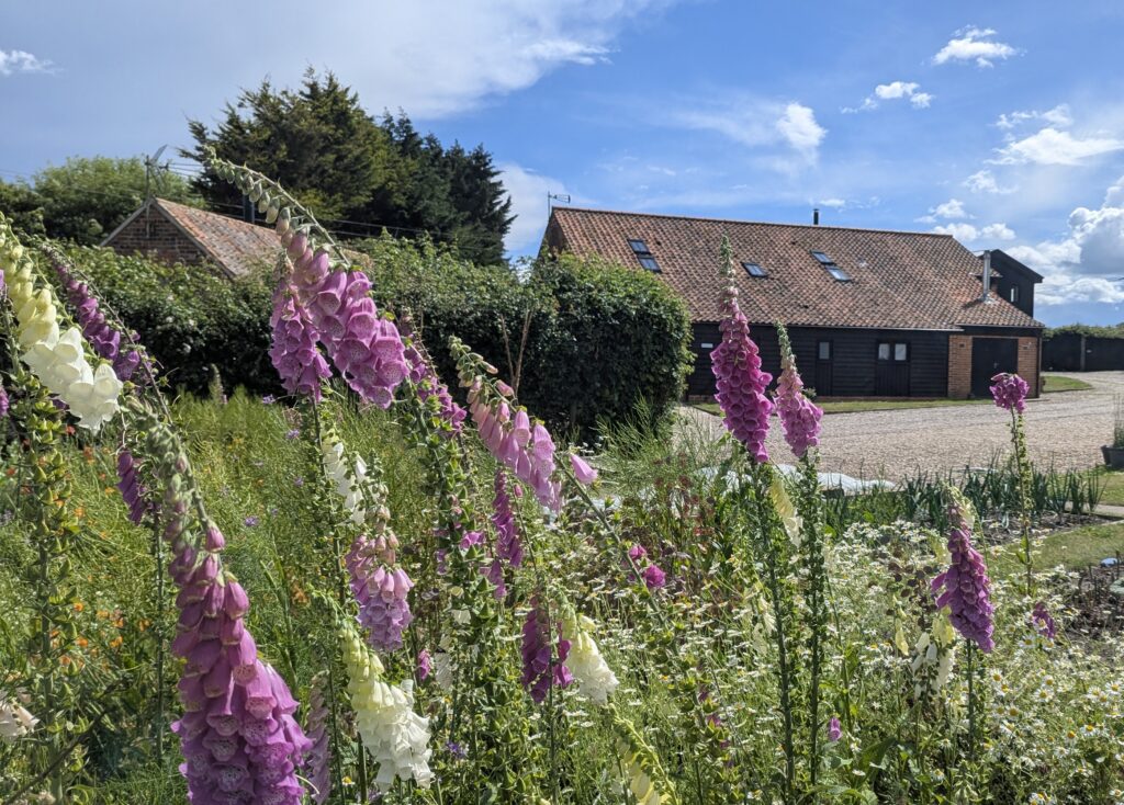 Foxgloves in the wildflower garden at Mill Farm Eco Barns, Winterton-on-Sea