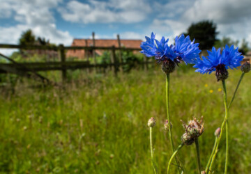 Blue Cornflower Blue Cornflower
