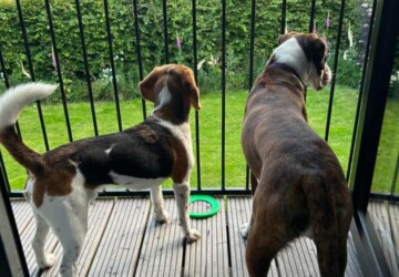 Dogs on balcony